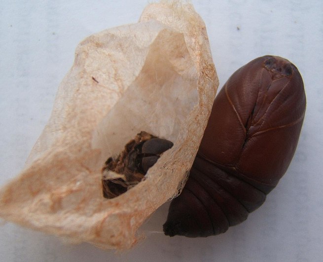 Cacoon vs. Cocoon What s the Difference Main Difference