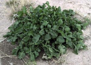 Arugula vs. Rocket: What's the Difference? - Main Difference