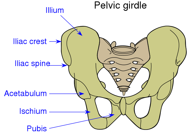 Ilium Vs Ileum Whats The Difference Main Difference